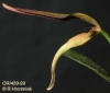 Bulbophyllum antenniferum  (02)